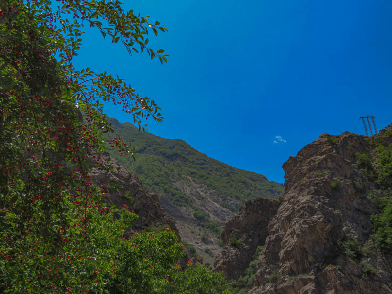 درخت گیلاس